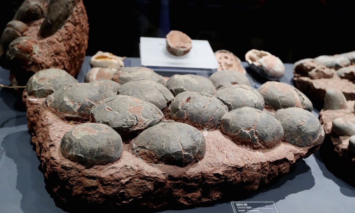 China descubre nuevos huevos de dinosaurio con más de 80 millones años de  antigüedad - EL LIBERAL